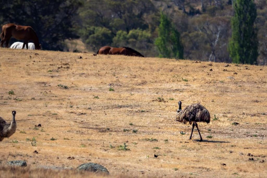 Big Yard Escapes - Two Off-Grid Tiny Houses On The Mowamba River Jindabyne Bagian luar foto