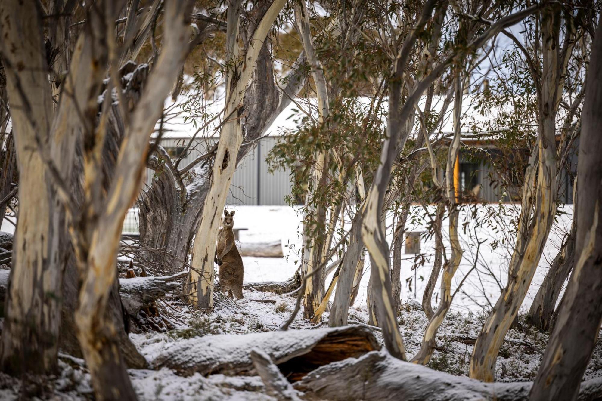Big Yard Escapes - Two Off-Grid Tiny Houses On The Mowamba River Jindabyne Bagian luar foto